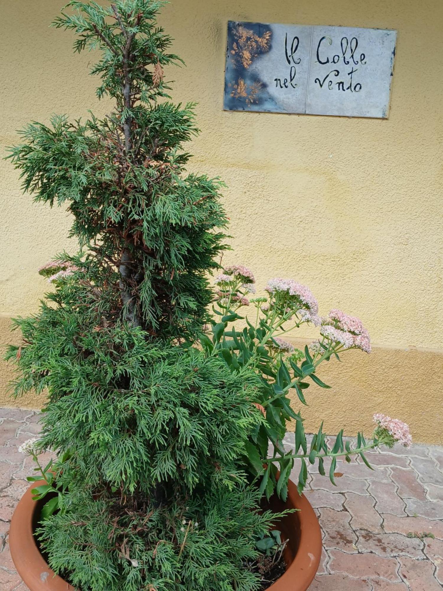Casa Vacanza Il Colle Del Vento Calosso Exterior photo